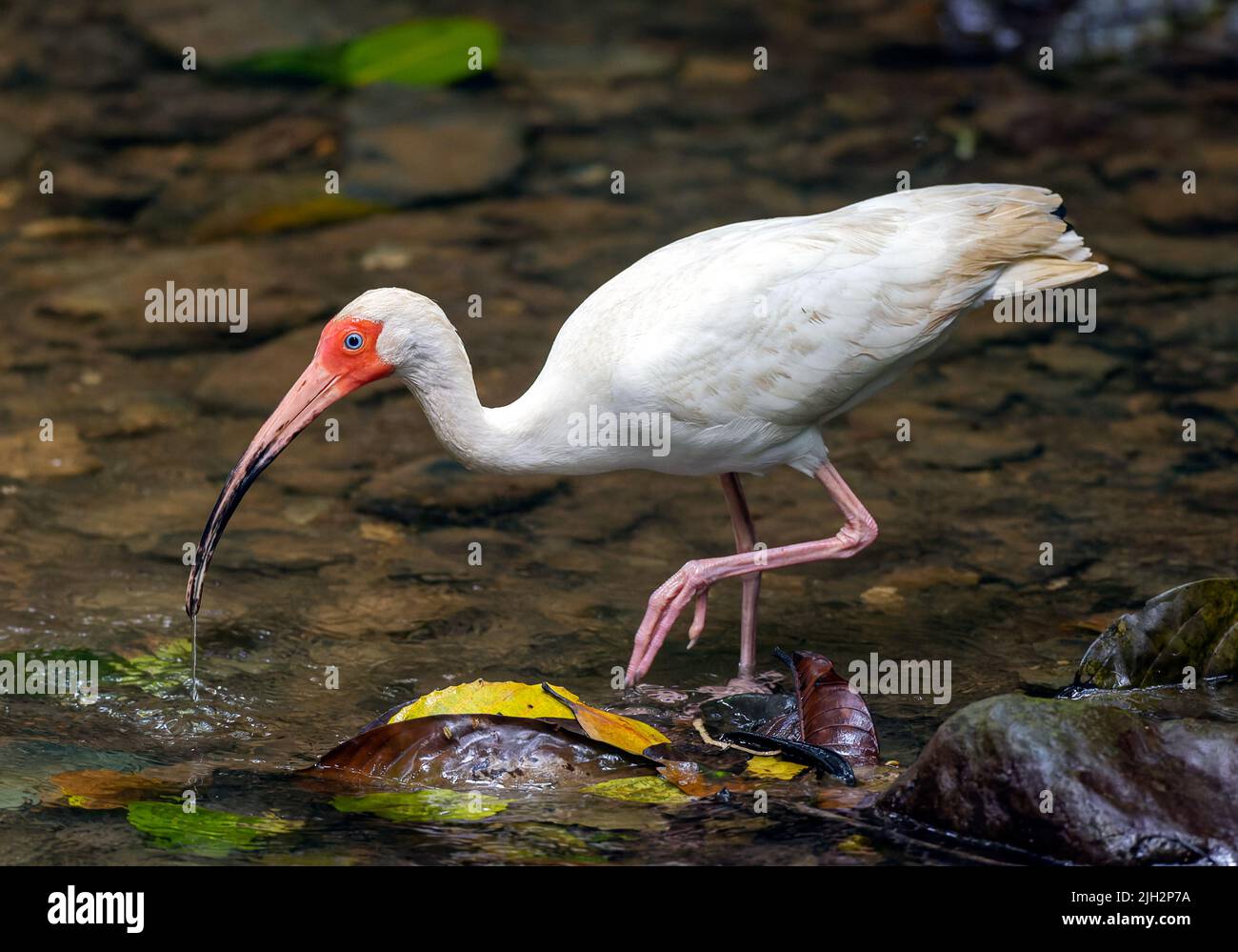 White Ibis stalking prey in river, Carara, Costa Rica Stock Photo