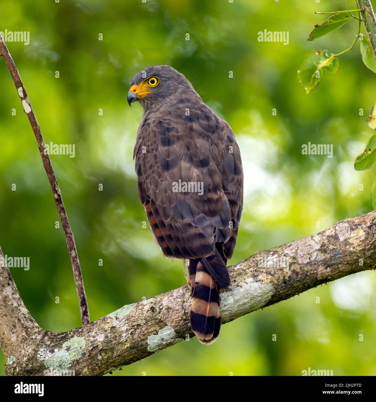 Roadside hawk perched in tree at side of road in Costa Rica Stock Photo