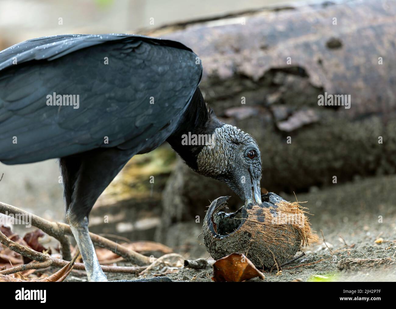 Black vulture scavenging on beach in Costa Rica Stock Photo
