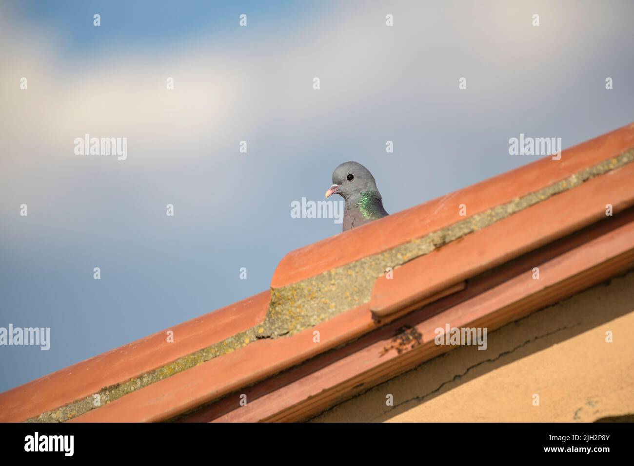 Common wood pigeon (Columba palumbus) in the drylands of the Lleida plain (northern Spain) in spring (Lleida, Catalonia, Spain) ESP: Una paloma torcaz Stock Photo