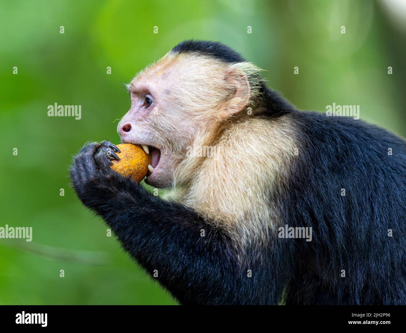 White-faced Capuchin biting fruit in costa rica Stock Photo