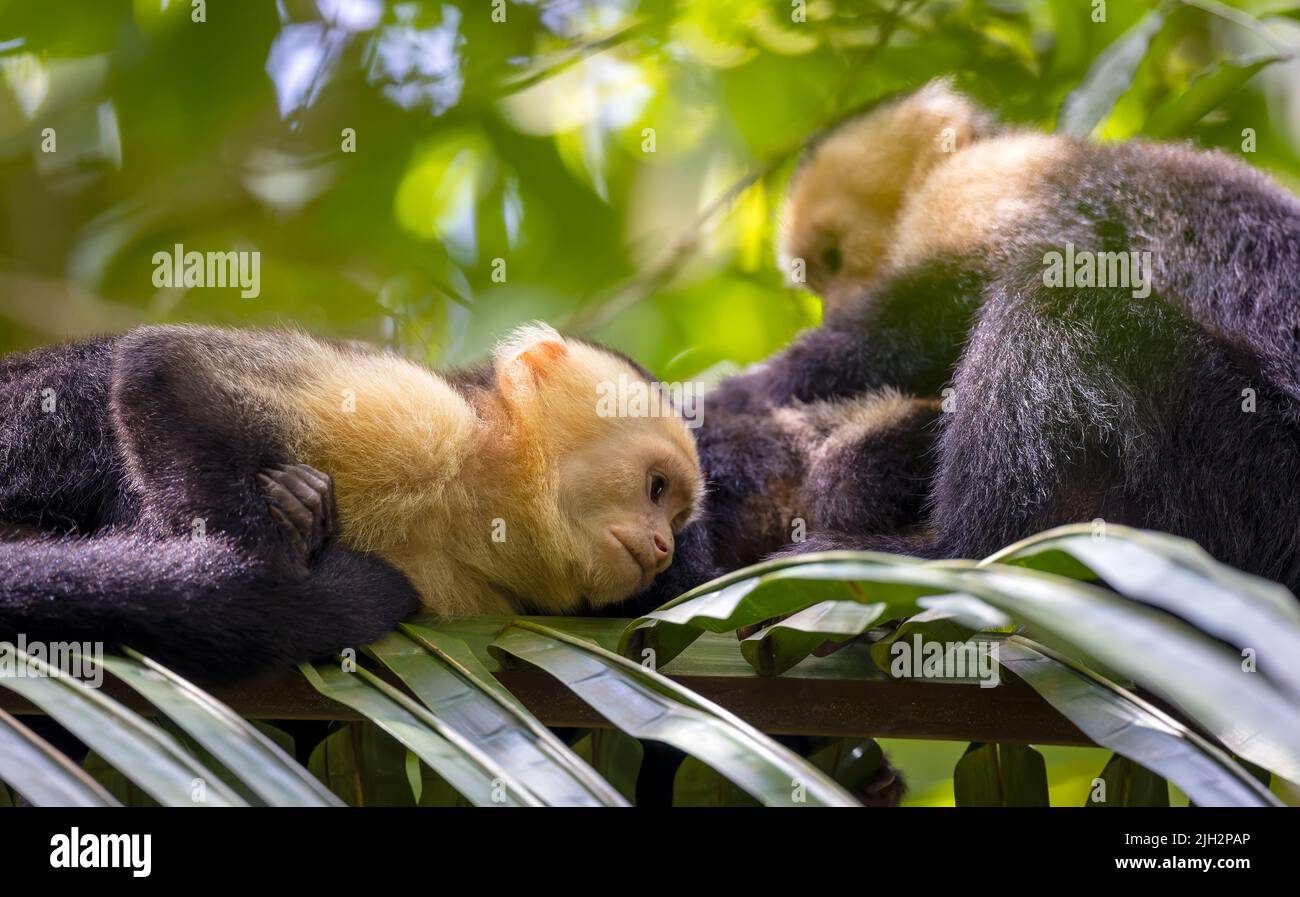 Pair of white-faced capuchins at rest in forest canopy Stock Photo