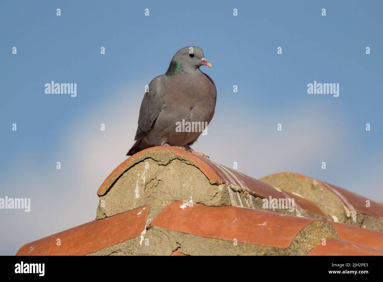 Common wood pigeon (Columba palumbus) in the drylands of the Lleida plain (northern Spain) in spring (Lleida, Catalonia, Spain) ESP: Una paloma torcaz Stock Photo
