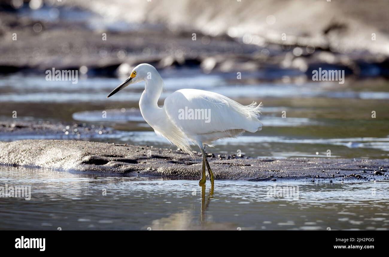 Snowy Egret wading on Tarcoles river bank Stock Photo