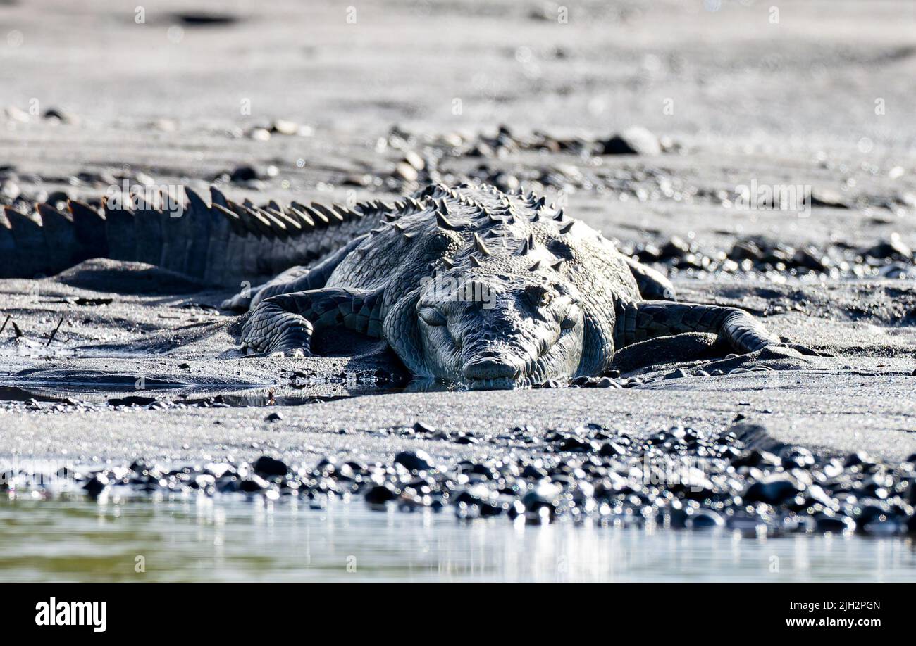 American Crocodiles in Tarcoles, Costa Rica Stock Photo
