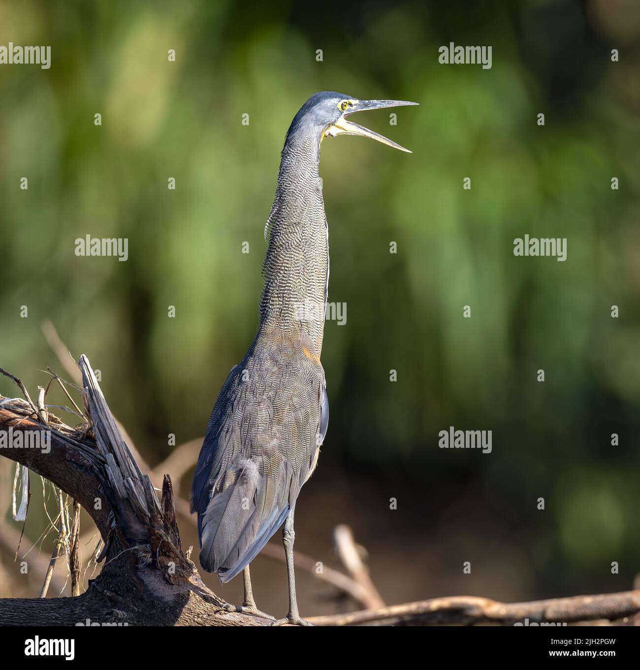 Tiger heron on Tarcoles river bank in Costa Rica Stock Photo - Alamy