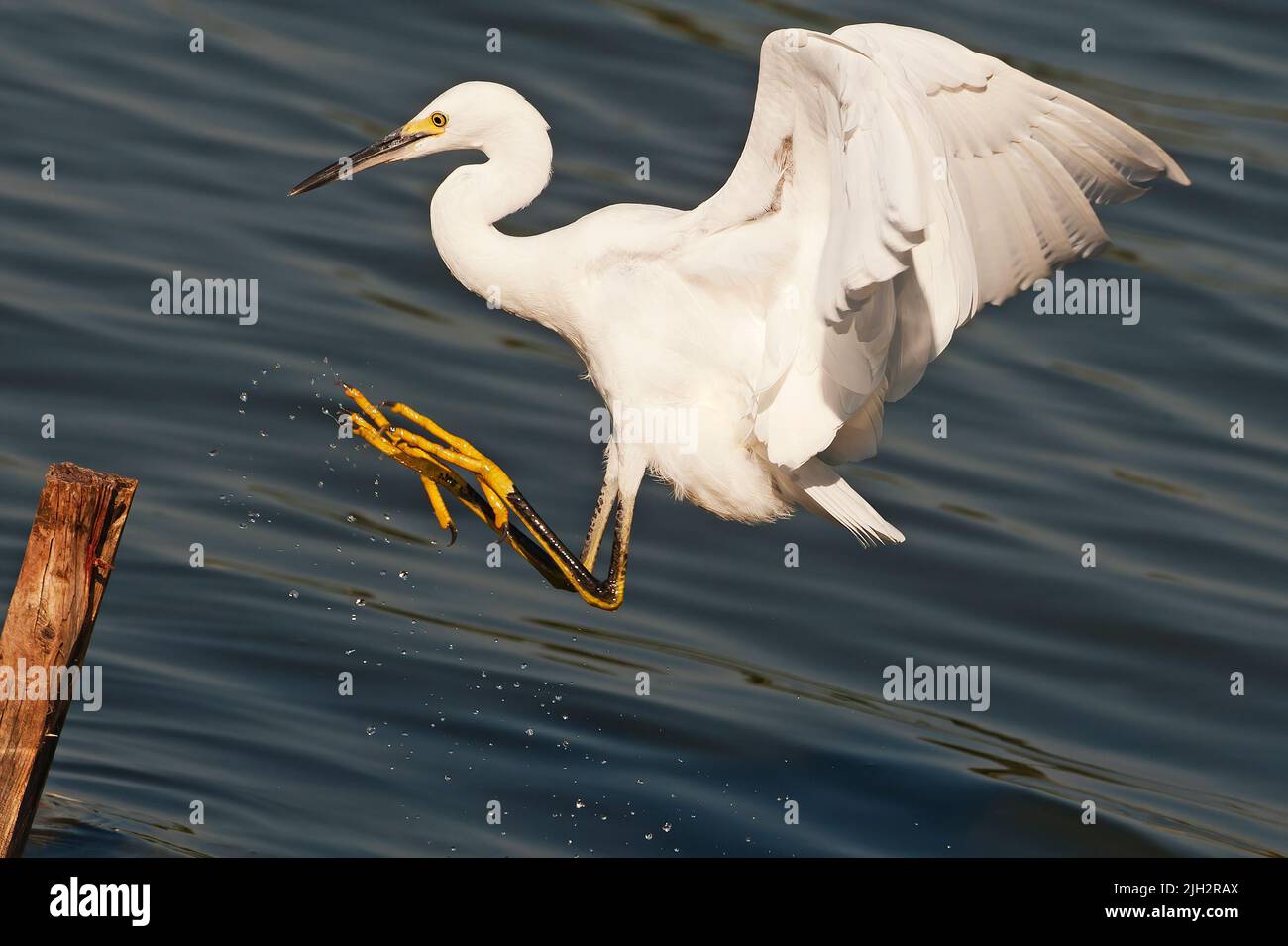 Snowy egret flight landing Stock Photo