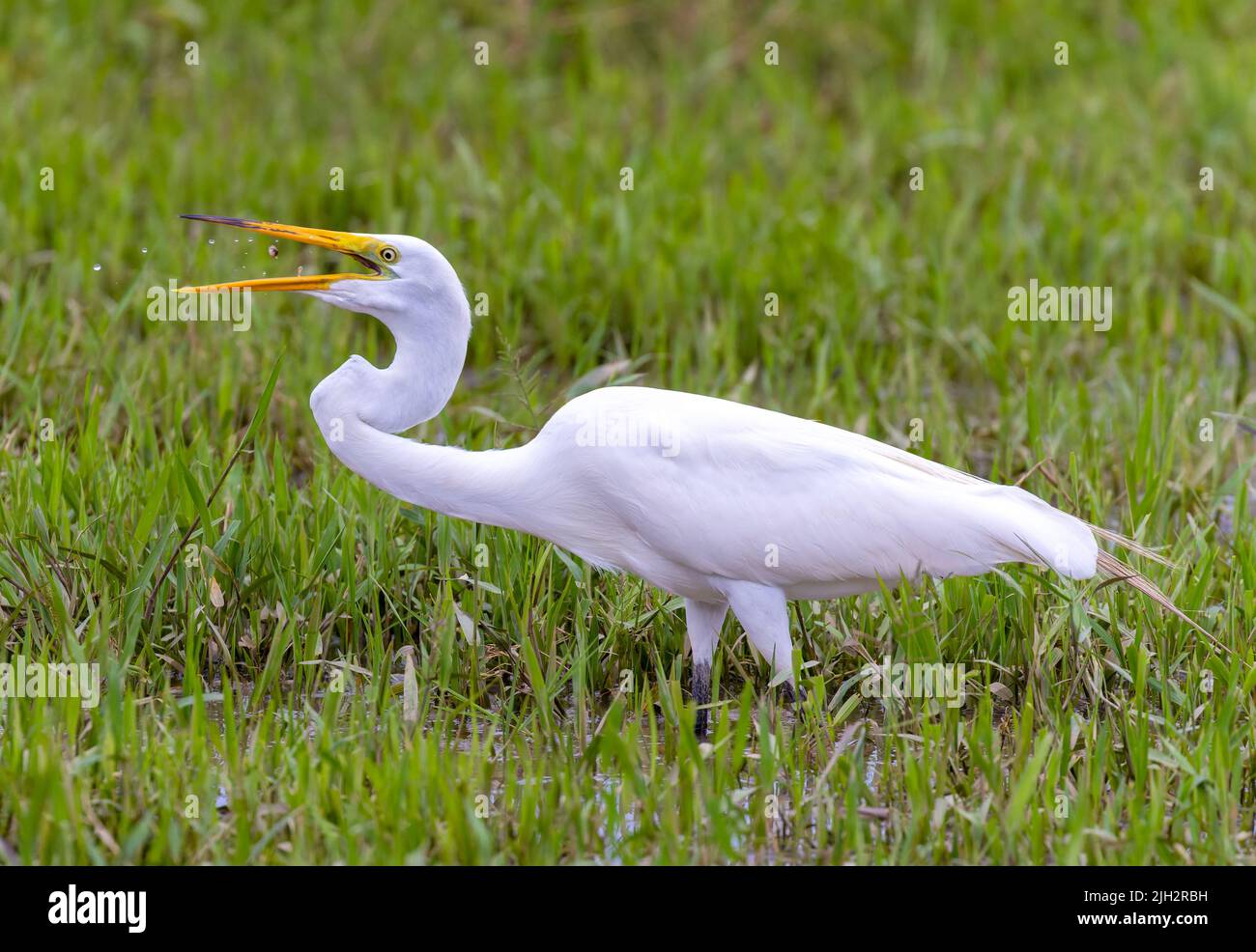 Great White Egret hunting in grassy marshland in Costa Rica Stock Photo