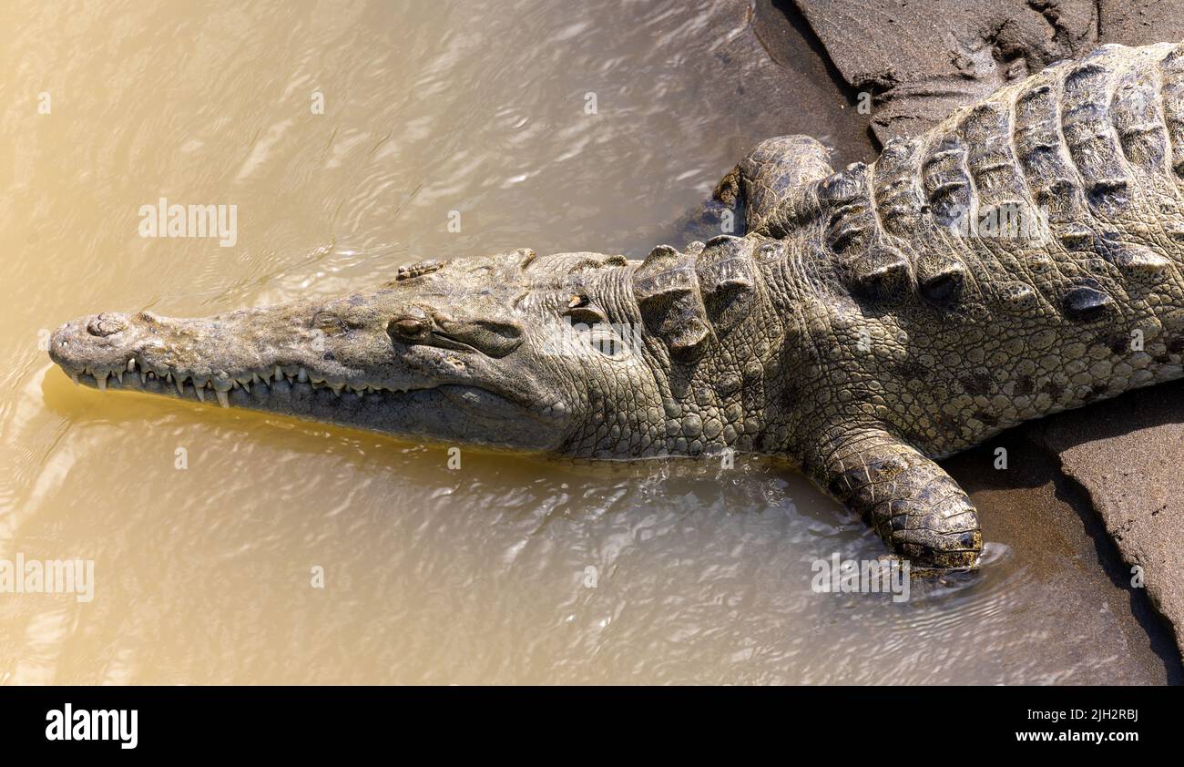 American Crocodiles in Tarcoles, Costa Rica Stock Photo