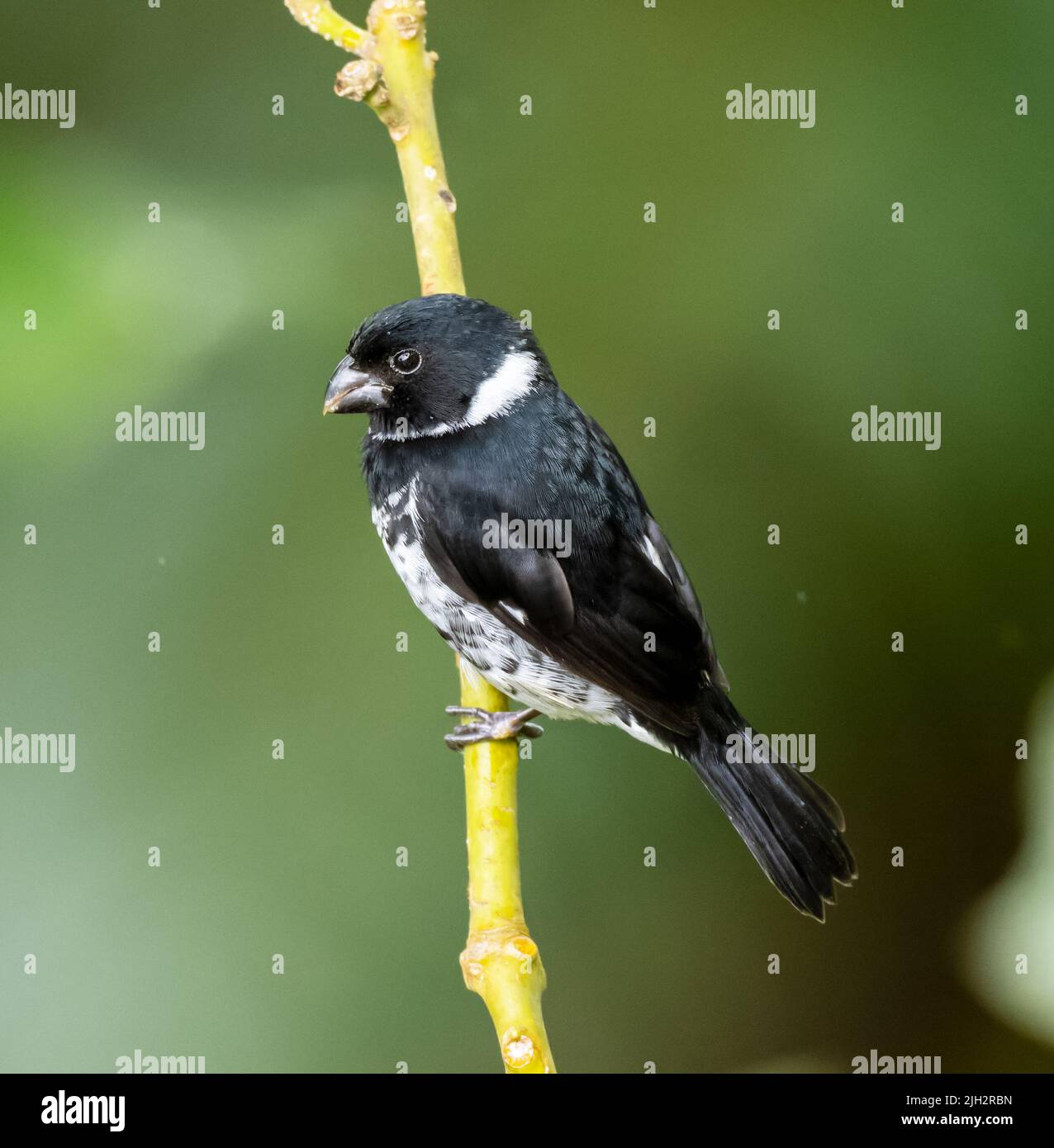 Variable seed eater perched on branch in Costa Rica mountains Stock Photo