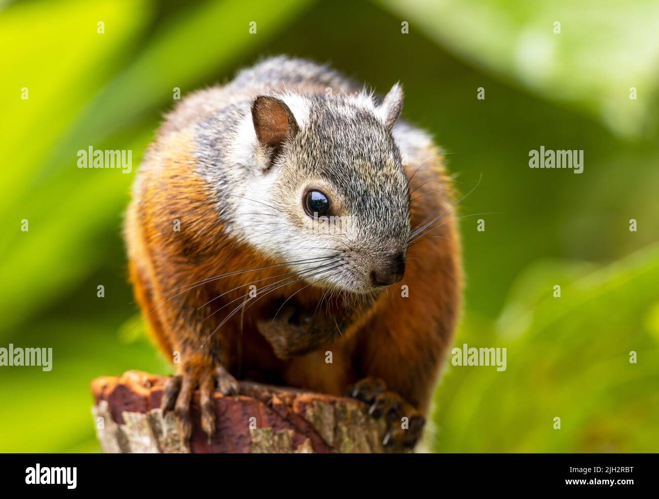 Variegated Squirrel on tree stump in Costa Rica Stock Photo