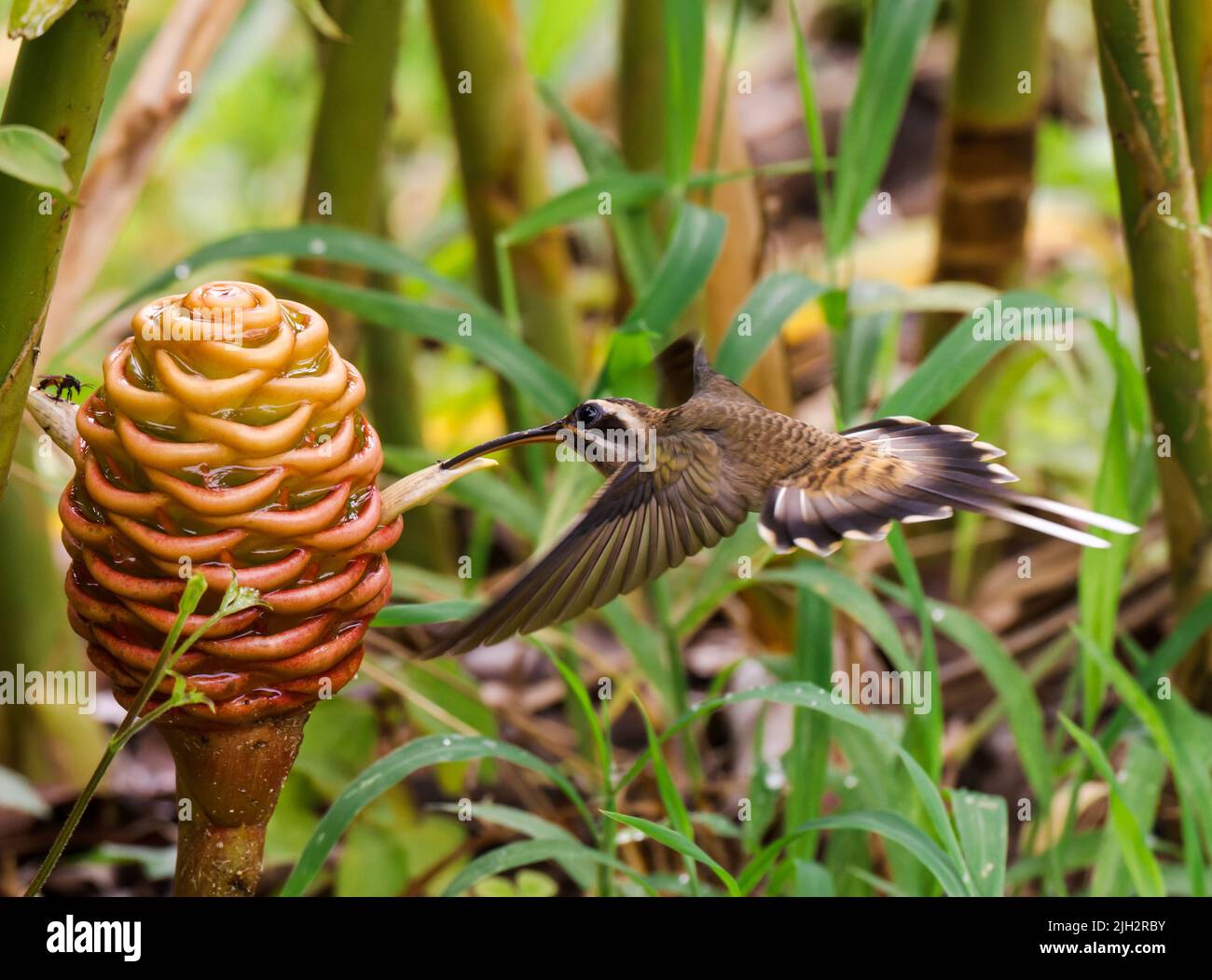 Humming birds of Costa Rica Stock Photo