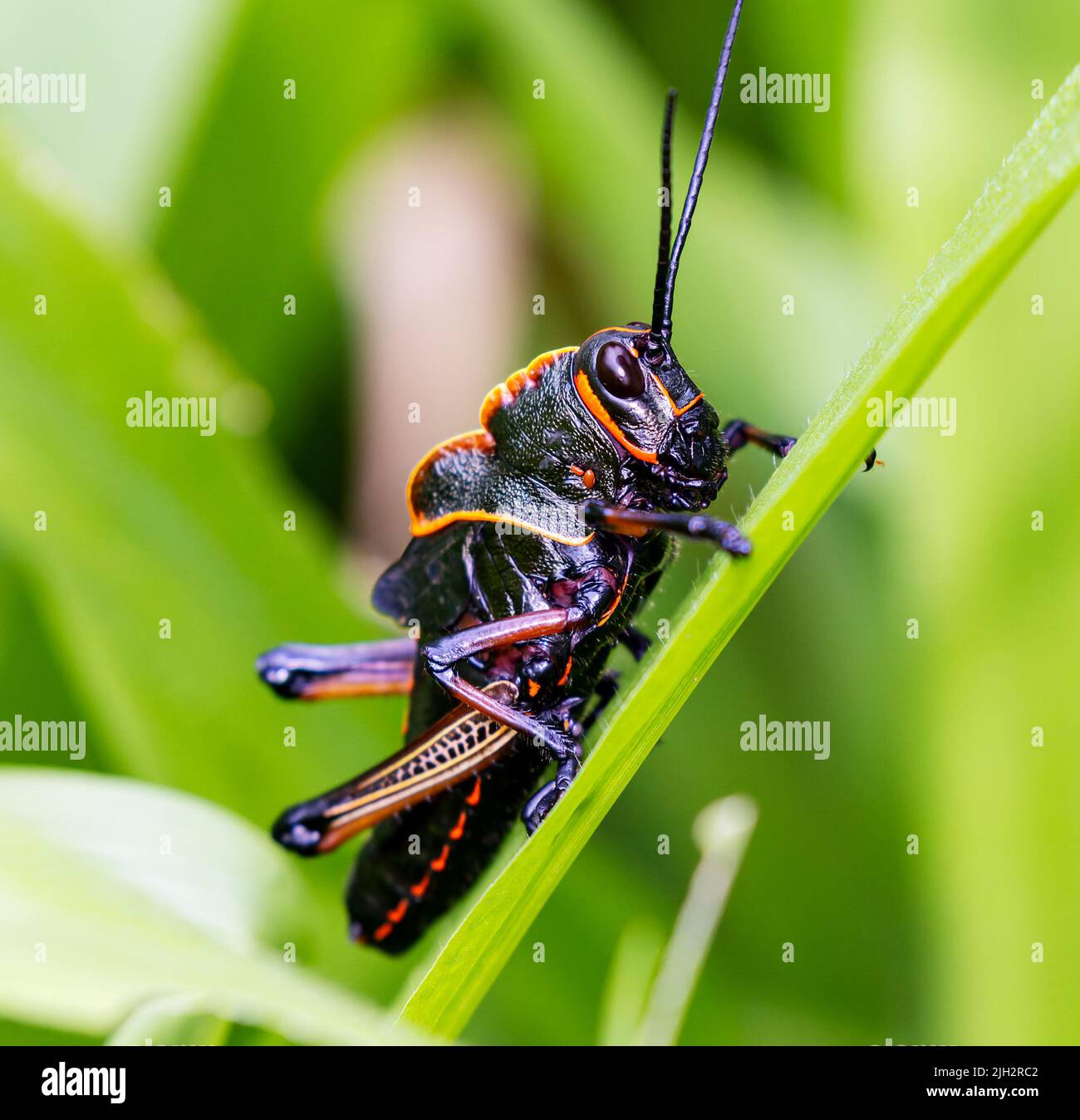 Lubber grasshopper on grass in costa rica Stock Photo
