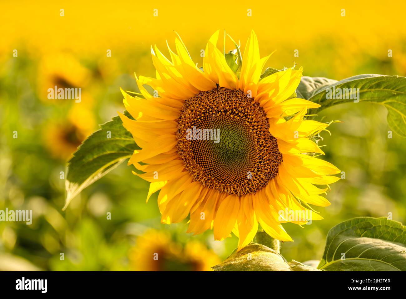 Bright sunflower with yellow petals and green leaves grows in rural field on blurred background. Agriculture in countryside close view Stock Photo