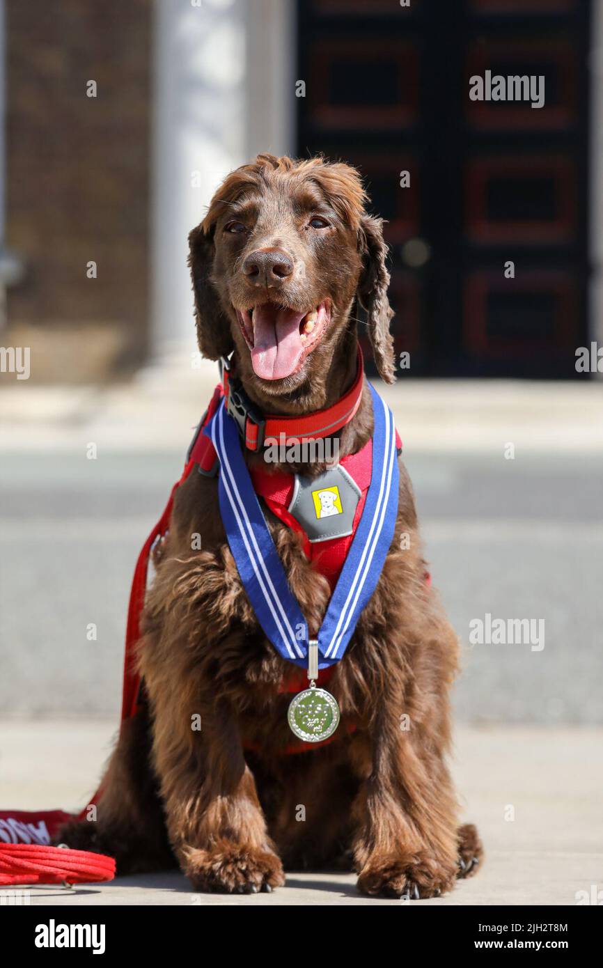 Handout photo issued by the PDSA of of PTSD Assistance Dog Jerry, 8, a cocker spaniel wearing