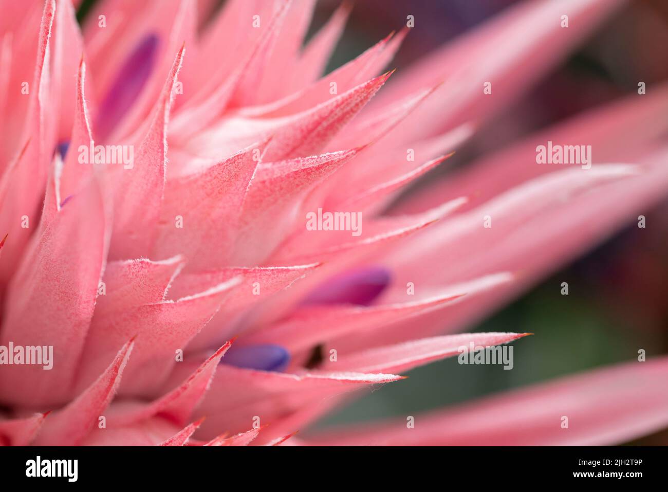 Aechmea fasciata of Bromeliaceae family, silver vase or urn plant. Stock Photo