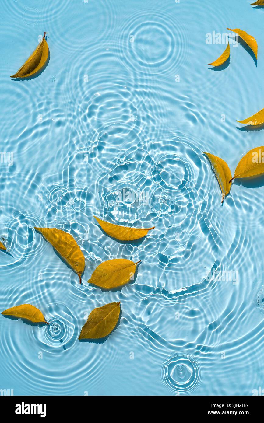 Abstract autumn background, falling leaves from yellow leaves on the water with raindrops. Natural blue Background of water ripples, drops with leaves Stock Photo