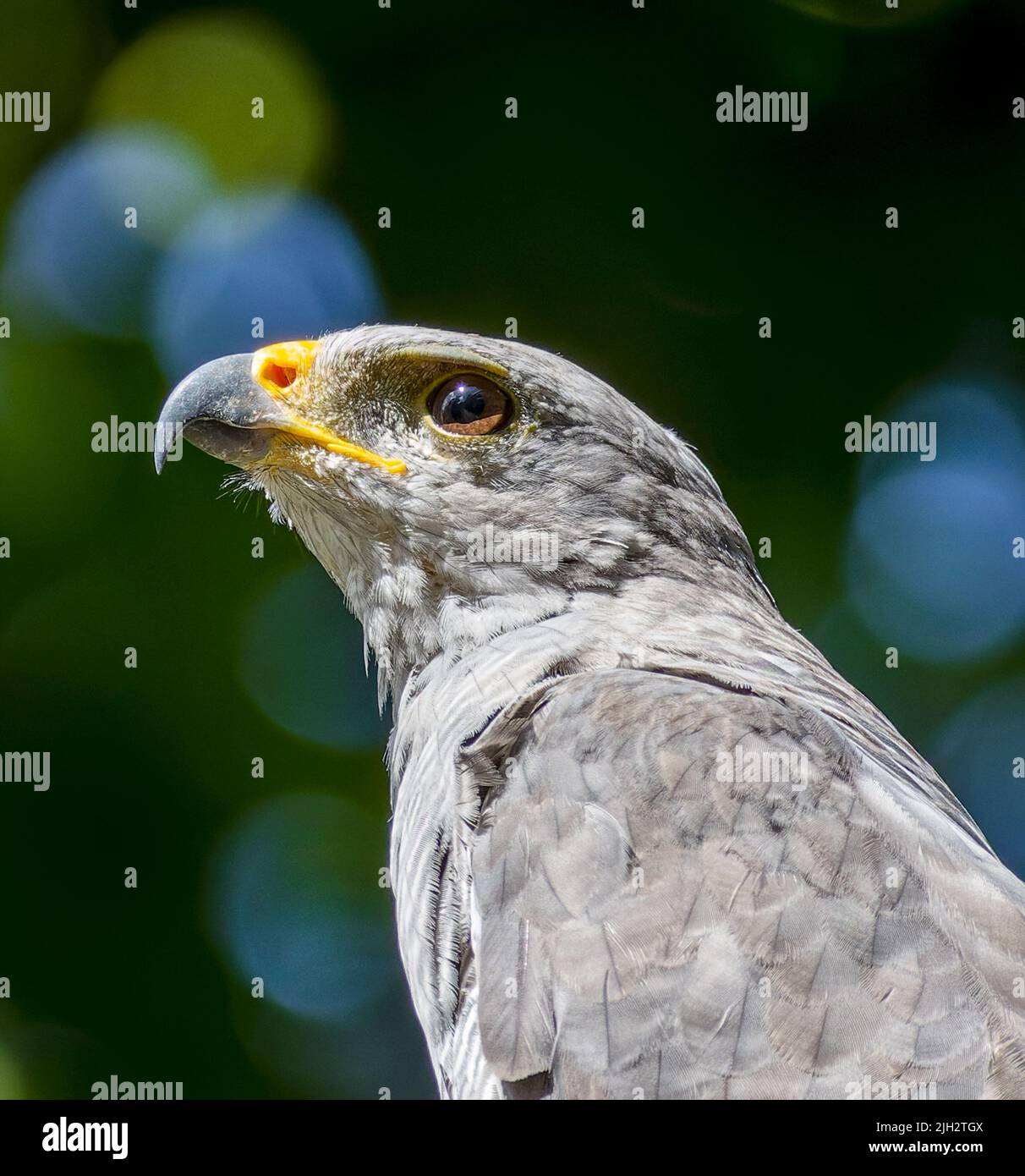 Perched Gray Hawk in Costa Rica Stock Photo