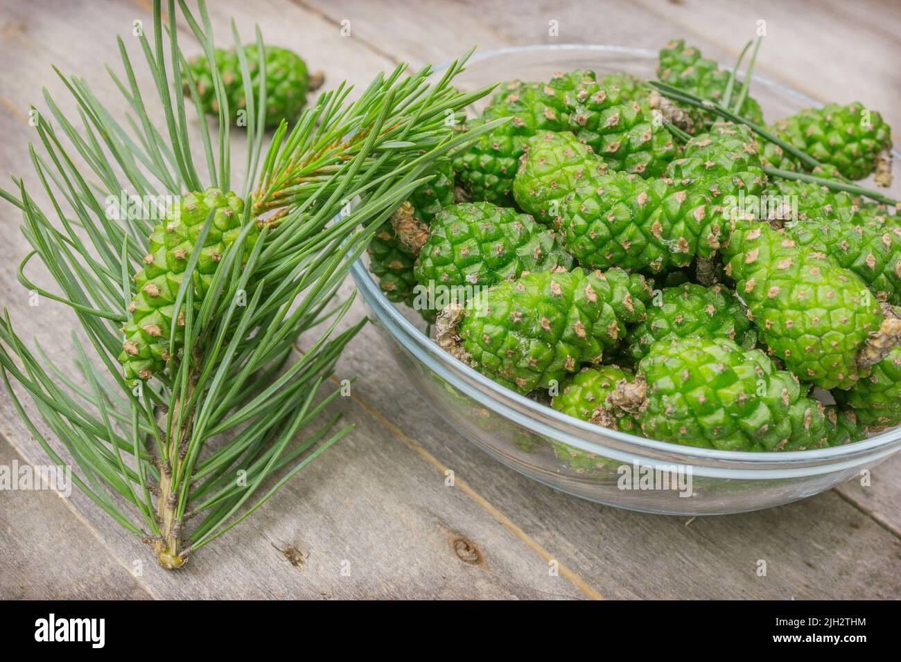 Fresh pine cones are harvested to prepare a traditional medicinal