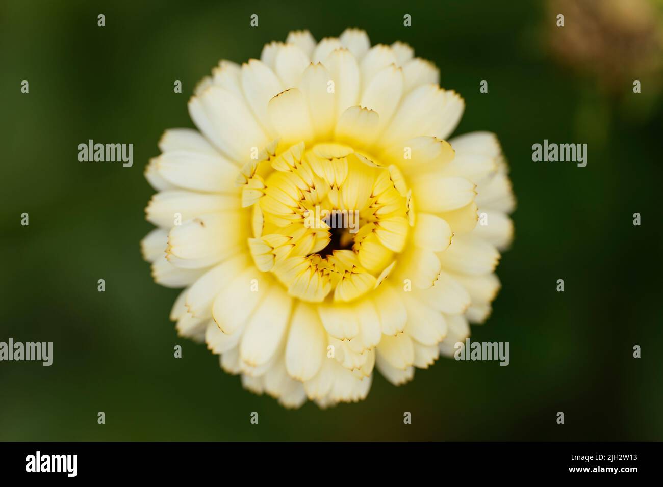 Creamy flowering 'Ivory Princess' (Calendula officinalis) Stock Photo