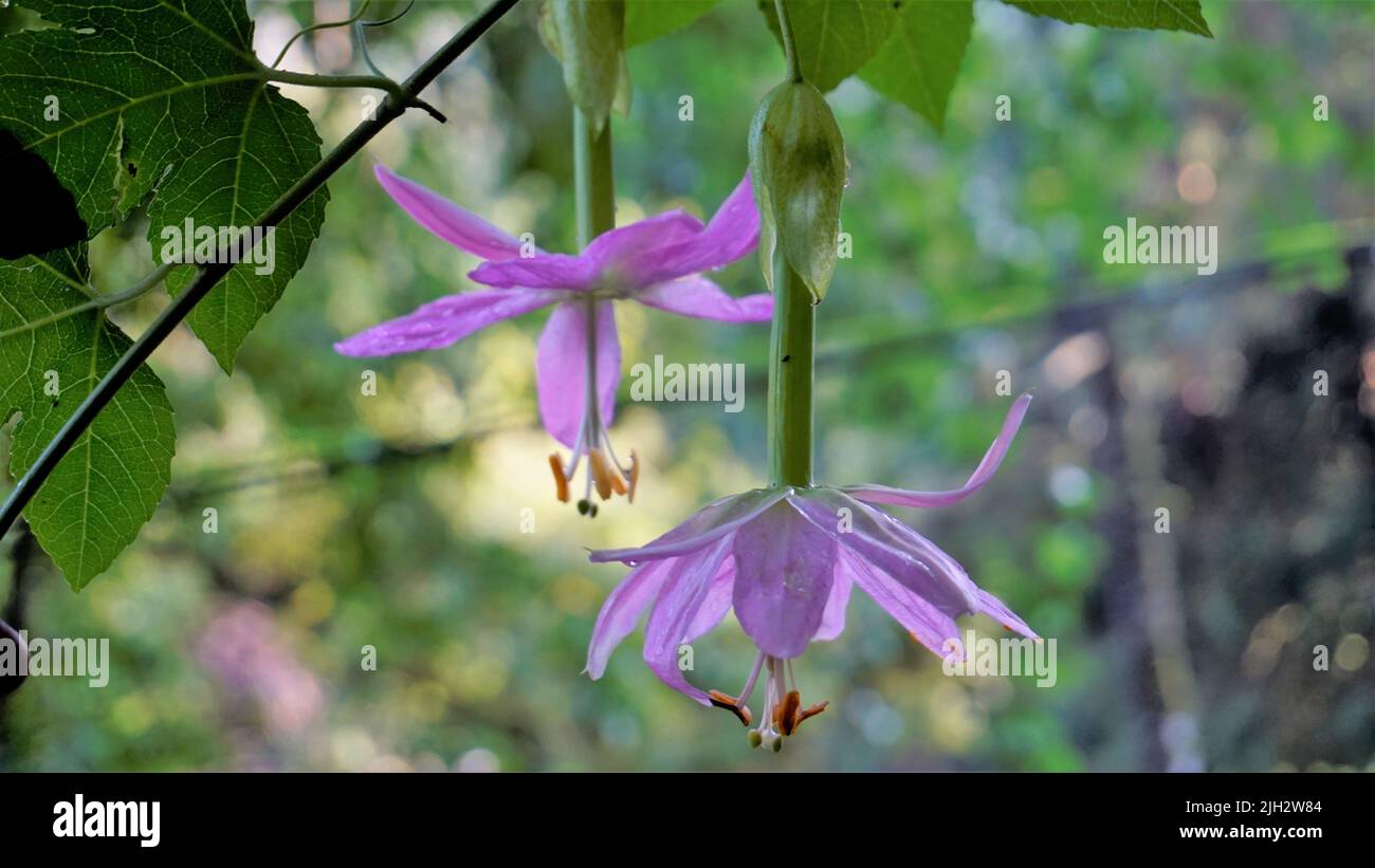 Beautiful flowers of Passiflora tripartita also known as banana passionflower, poka, passionfruit. Rare flower in natural green background. Stock Photo