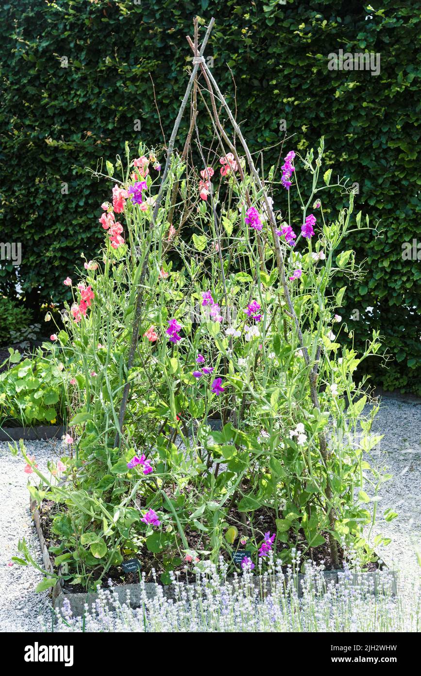 Sweet Peas growing up a wigwam on sticks Stock Photo Alamy