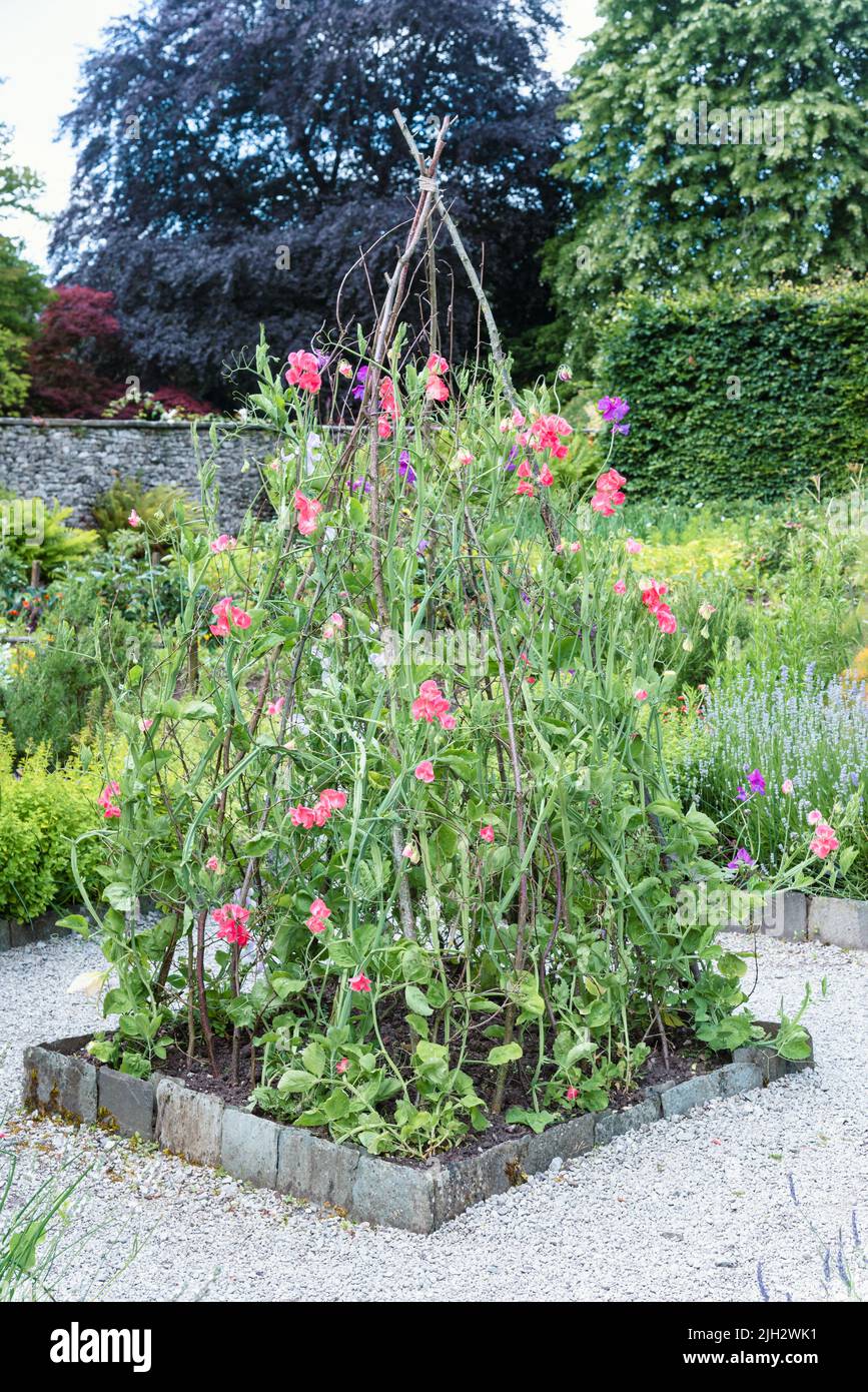 Sweet Peas growing up a wigwam on sticks Stock Photo Alamy