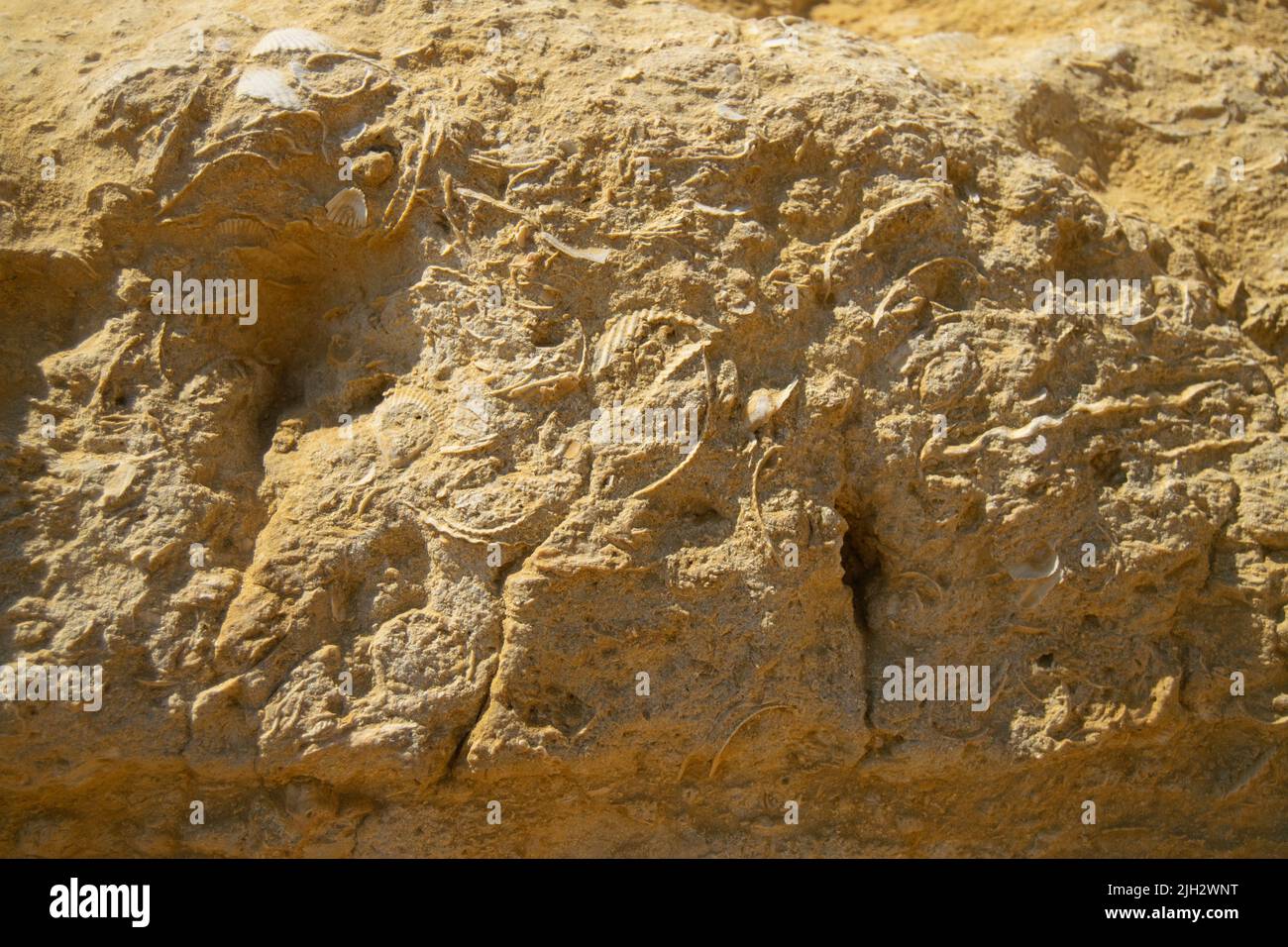 Fossilized shells and ocean species founded on cliff rocks. Ocean and abstract themes. History and geology, ocean levels on old era. Ocean high level remains. Stock Photo