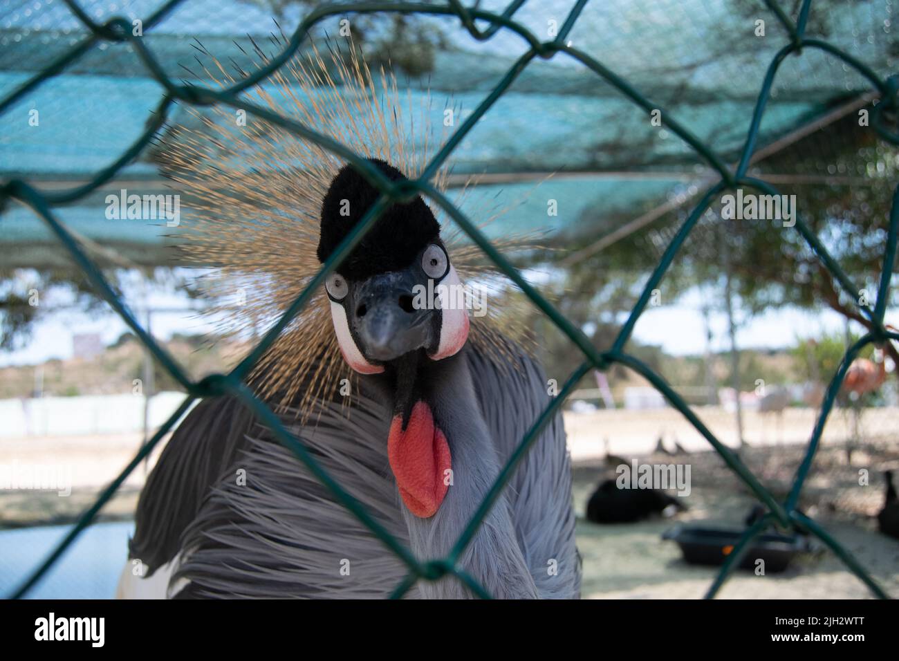 East African Crowned Crane, golden crested crane, golden-crowned crane, East African crane, East African crowned crane, African Crane, Eastern crowned Stock Photo