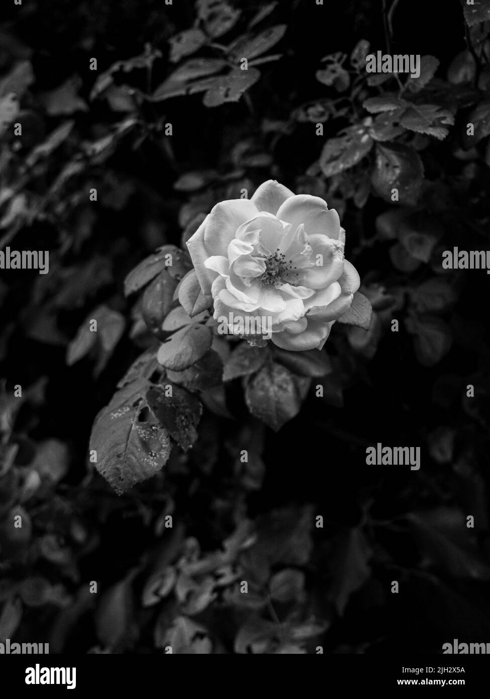 White blossom wild rose Black and White Stock Photos & Images - Alamy