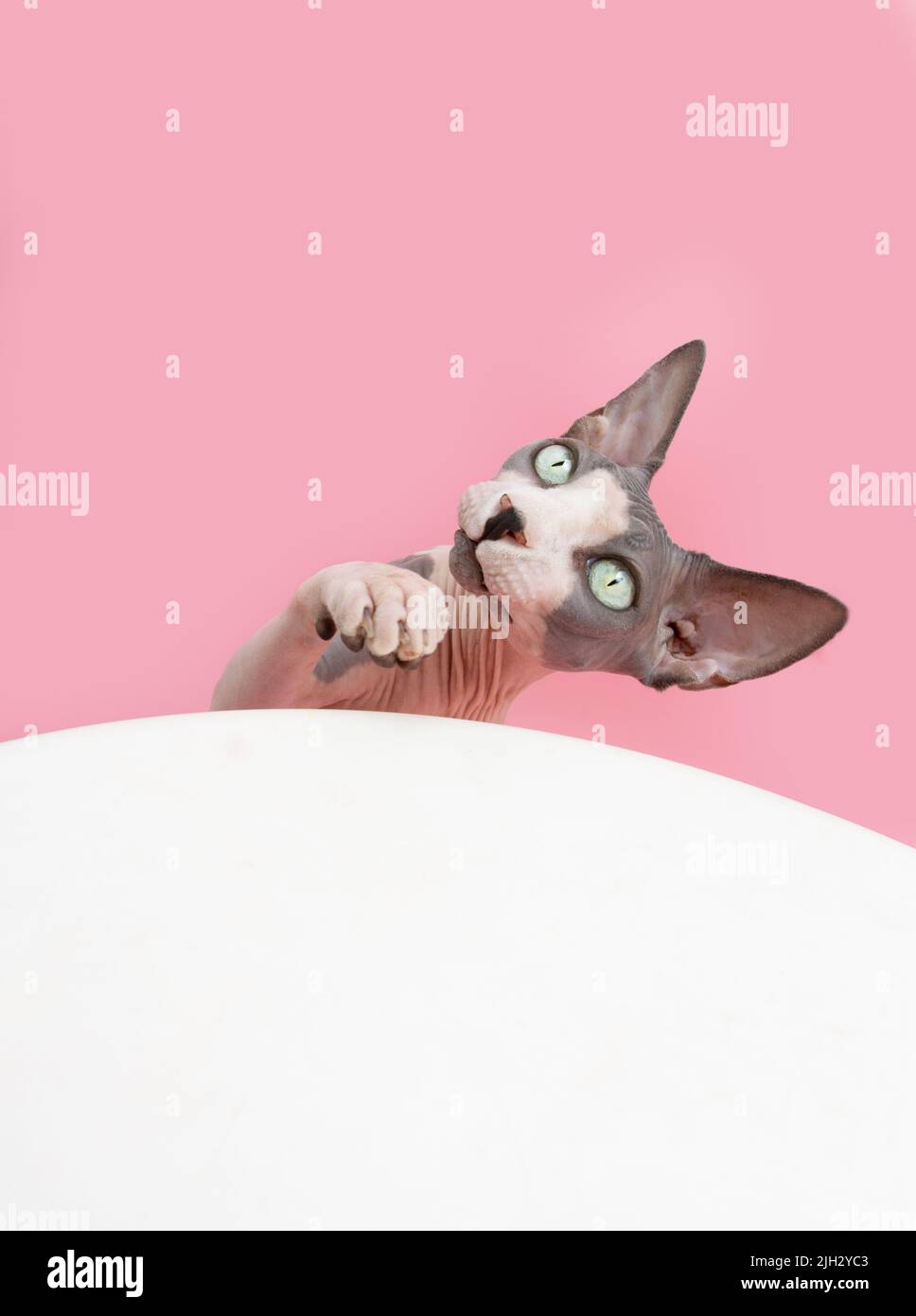 Playful sphynx cat. Isolated on pink, white background Stock Photo