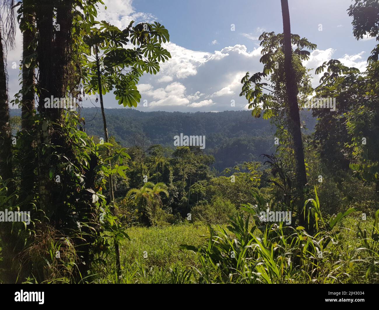 View into Barbilla National Park, found in the caribbean slope of Costa Rica Stock Photo