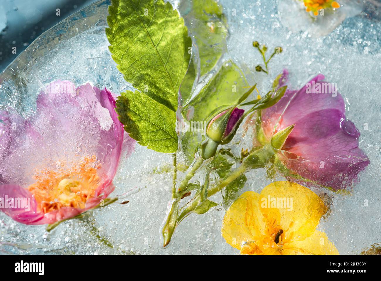 Abstract background of frozen multicolored flowers. Flowers in ice in the sunlight Flat lay Creative beauty backdrop Concept cryo freezing Stock Photo