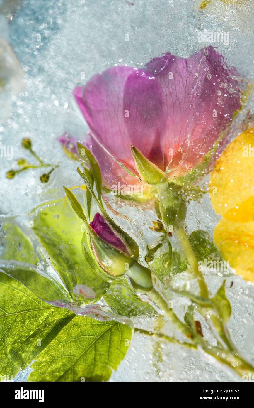 Abstract background of frozen multicolored flowers. Flowers in ice in the sunlight Flat lay Creative beauty backdrop Concept cryo freezing Stock Photo