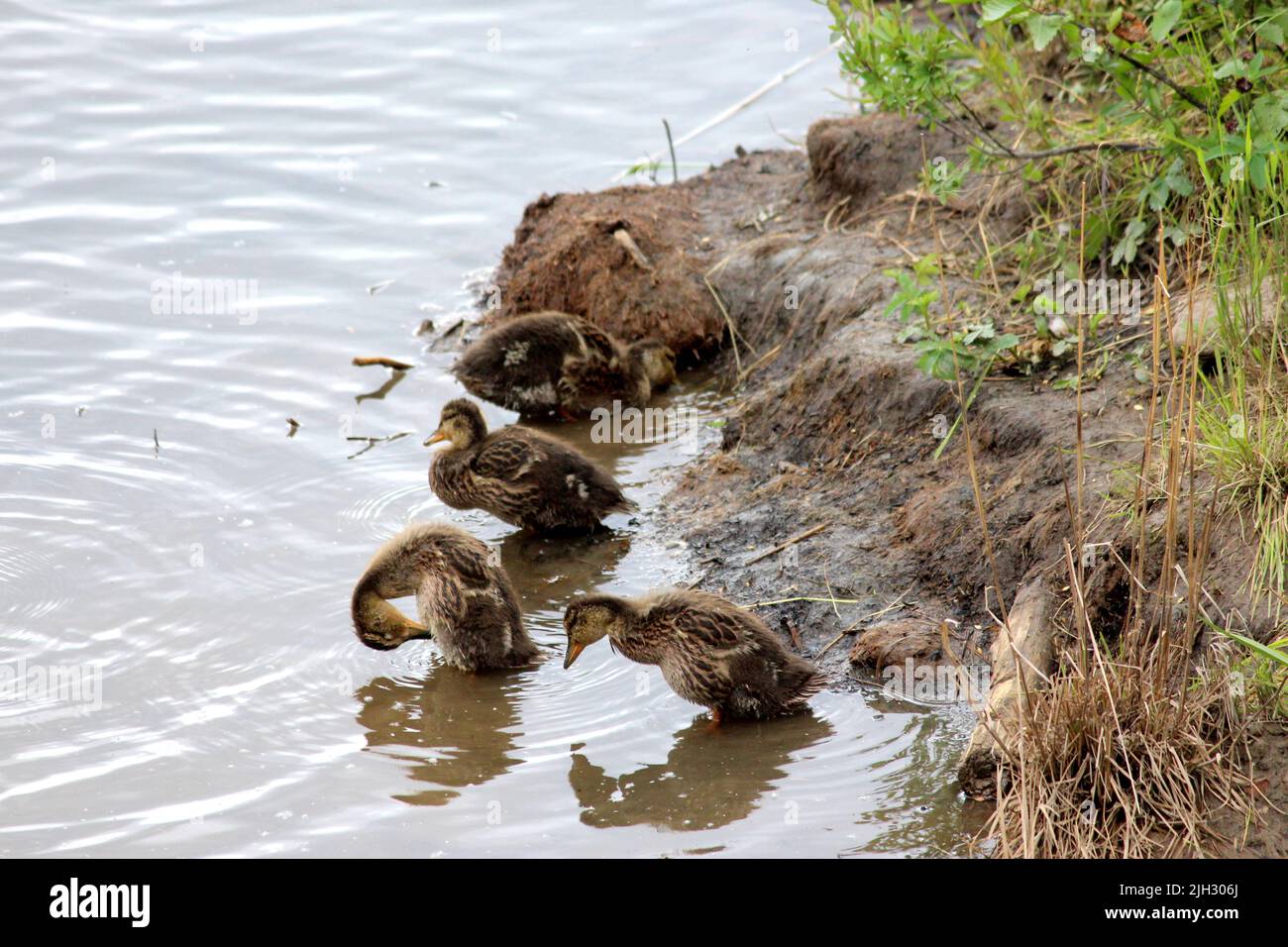 ducklings in water Stock Photo Alamy