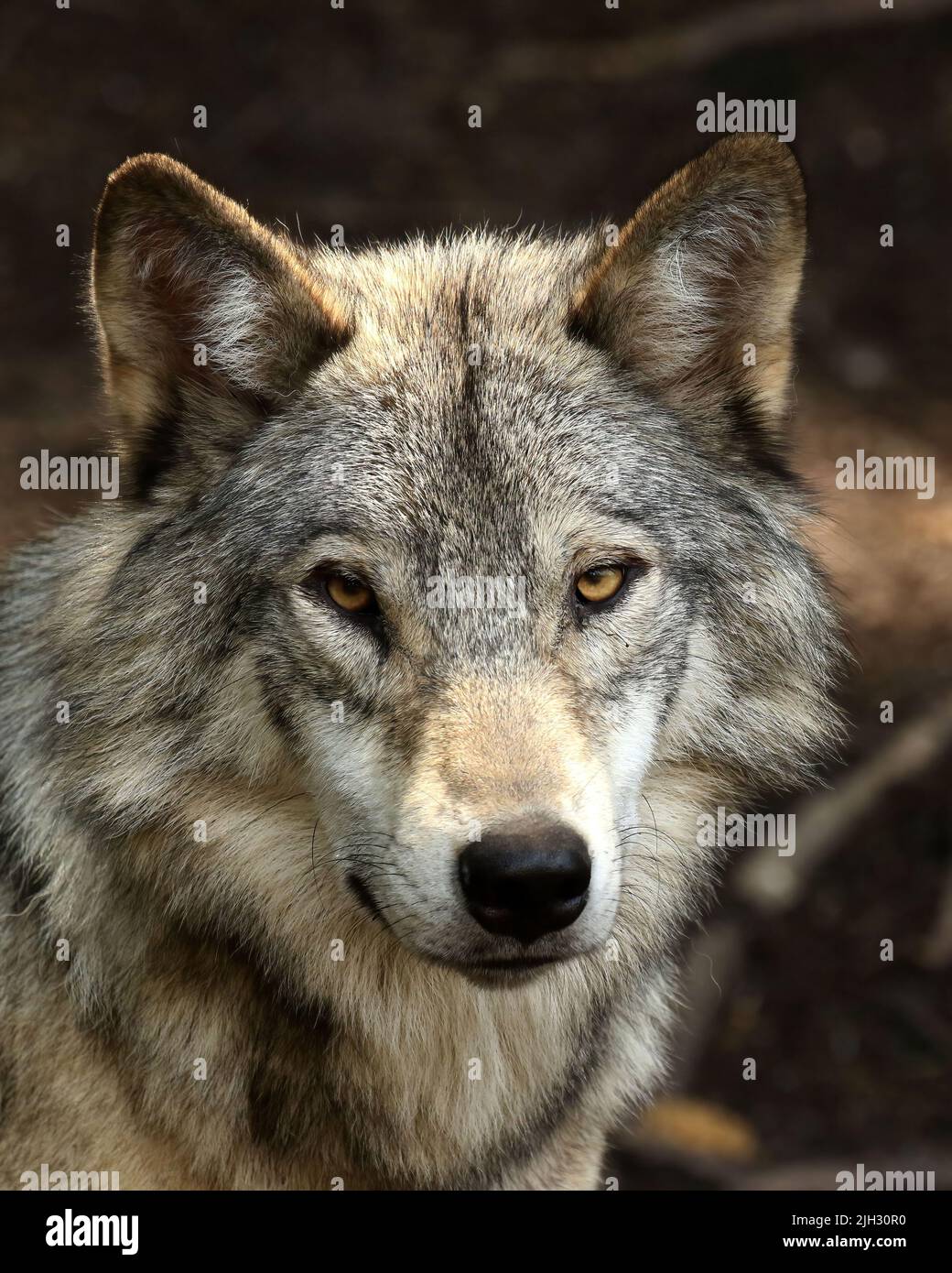 Wise wolf Stock Photo