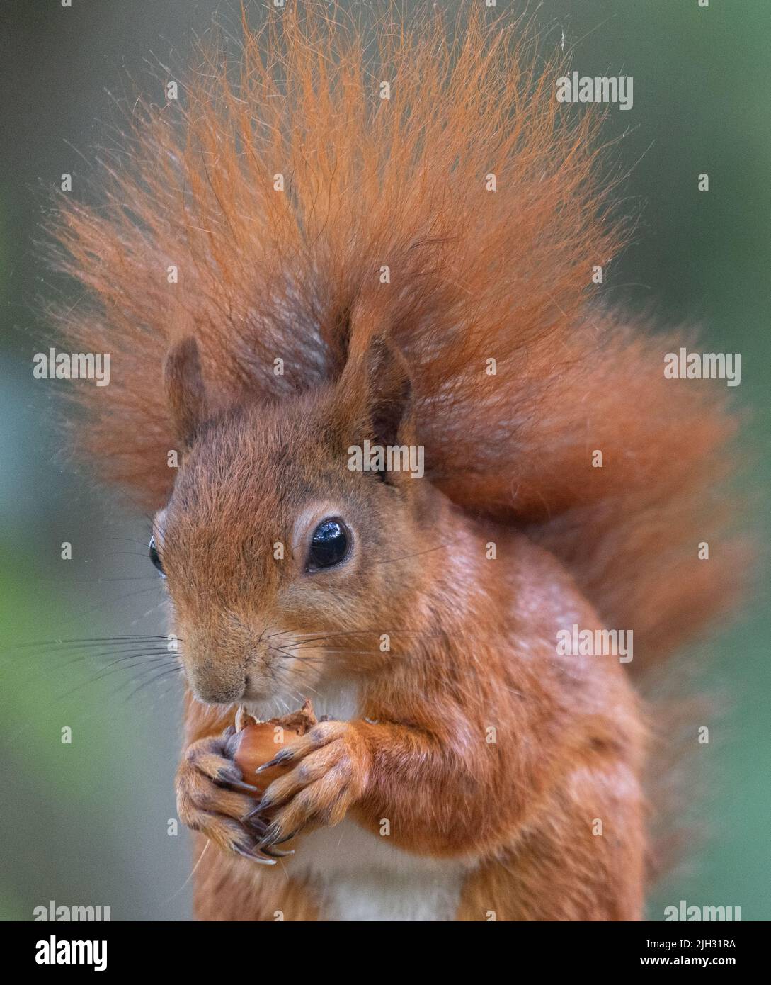 A wild red squirrel eating a hazelnut Stock Photo