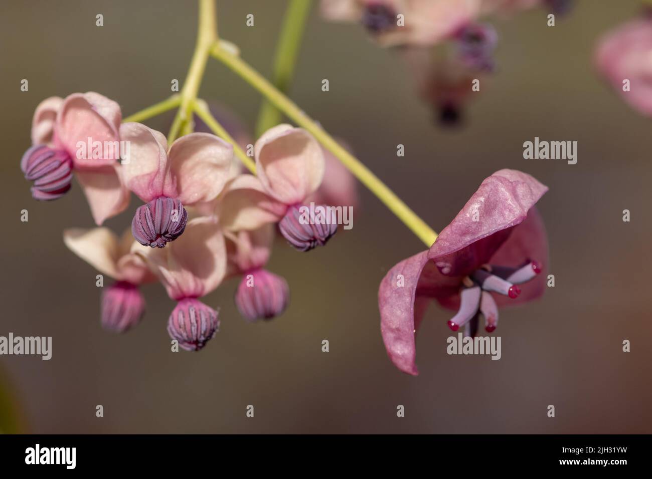 Close up of flowers on a chocolate vine (akebia quinata) plant Stock ...