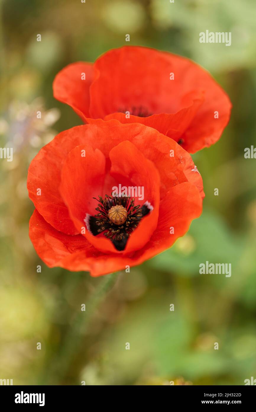 Flowering red poppies (Papaver rhoeas) Stock Photo