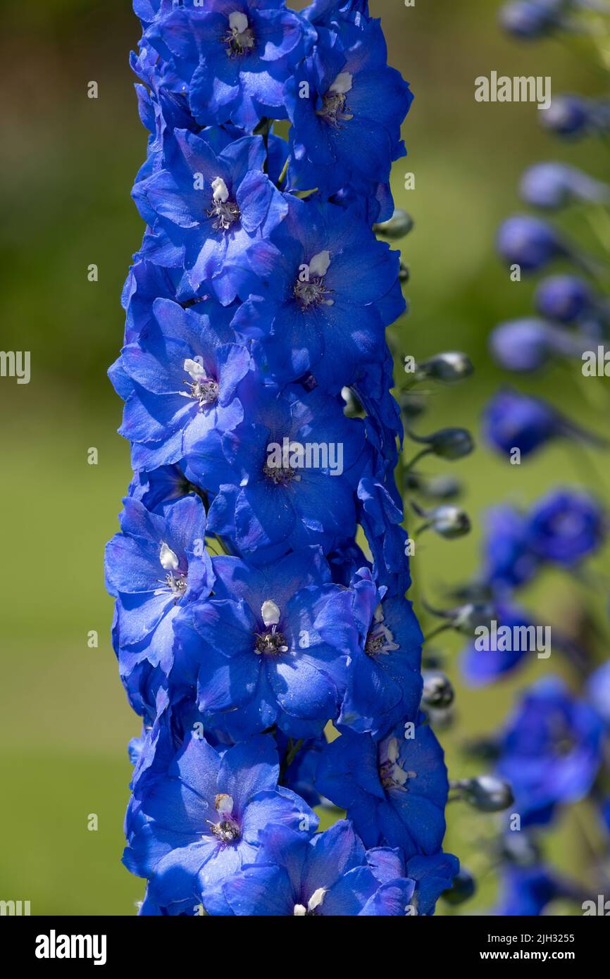 Close up of blue delphinium flowers in bloom Stock Photo