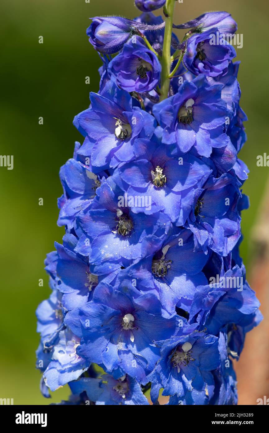 Tall larkspur candle delphinium hi-res stock photography and images - Alamy