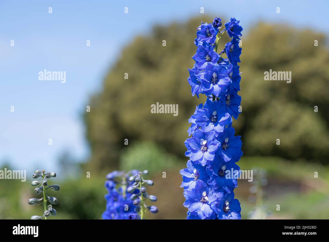 Tall Larkspur Candle Delphinium Hi res Stock Photography And Images Alamy