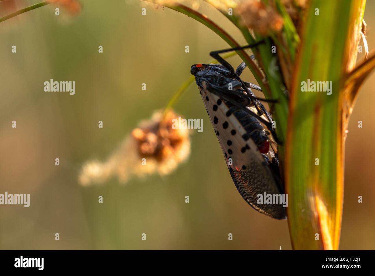 Adult stage (July-December) of spotted lanternfly (Lycorma delicatula) in Bucks County, Pennsylvania Stock Photo