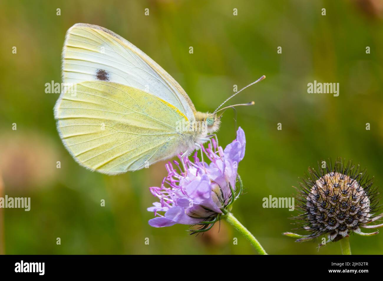 Pieris rapae, known in Europe as the small white, in North America as the cabbage white or cabbage butterfly. Stock Photo