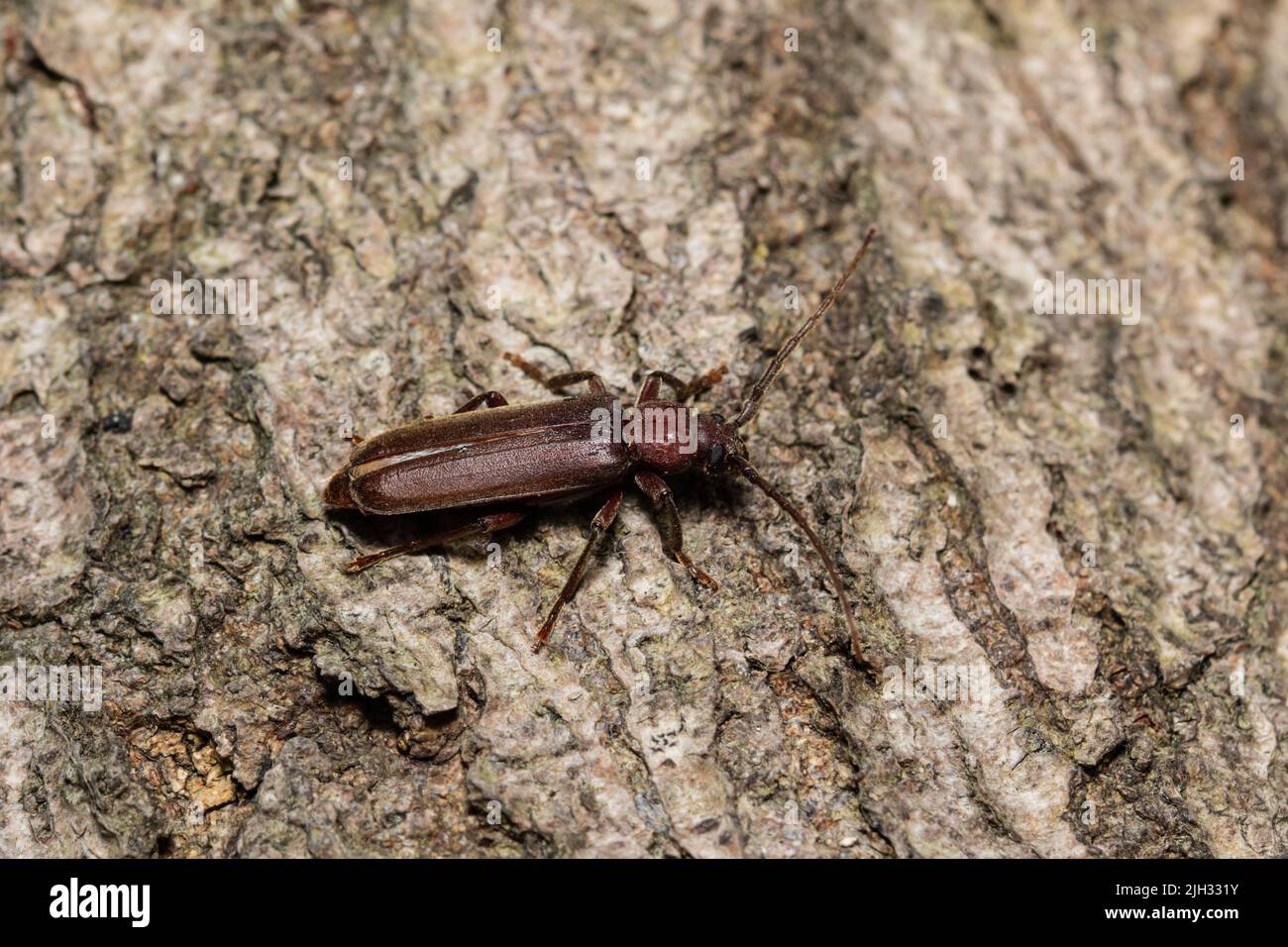 Arhopalus rusticus, sometimes called the dusky longhorn beetle is a member of the Cerambycidae family. Stock Photo