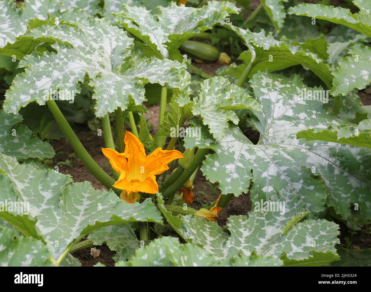 Courgette or zuchini (Cucurbita pepo) flowers in bloom on plant Stock