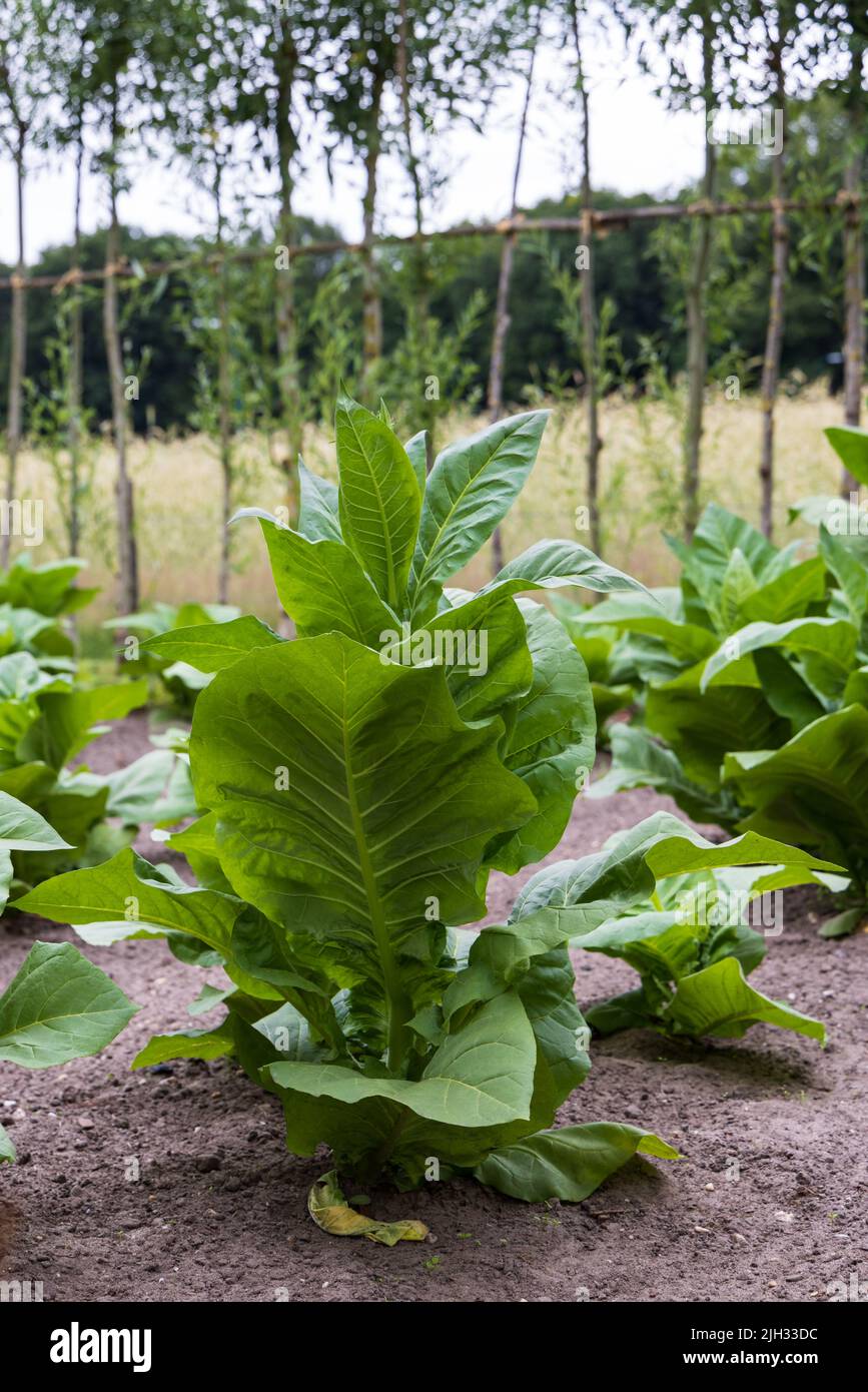 chewing fresh tobacco leaves Chewing tobacco leaves hi-res stock photography and images