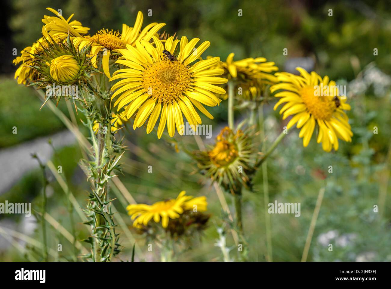 Closeup of Prickly Mountain Thistle (Berkheya multijuga) flowers at Alpinum Schatzalp, Davos, Switzerland Stock Photo