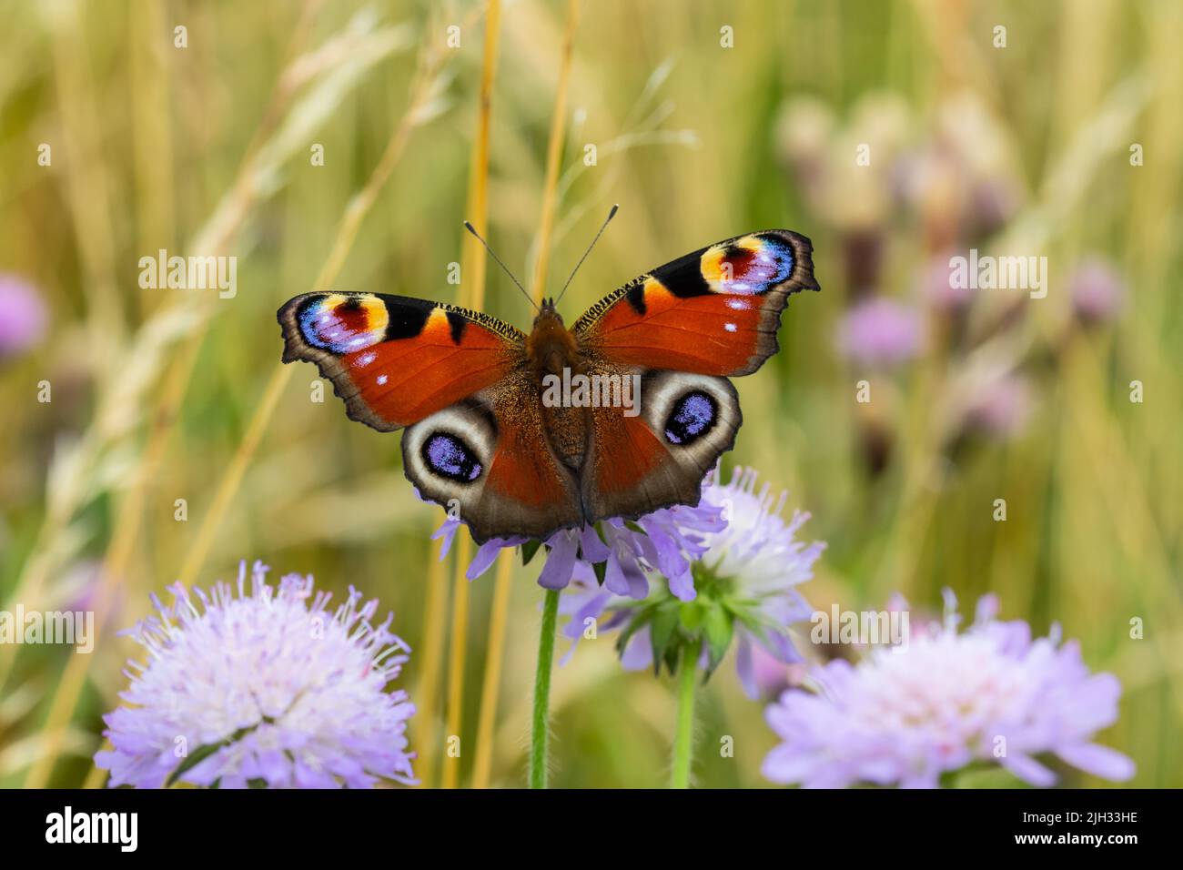 Aglais io, the European peacock, more commonly known simply as the peacock butterfly, perching on a field scabious flower. Stock Photo
