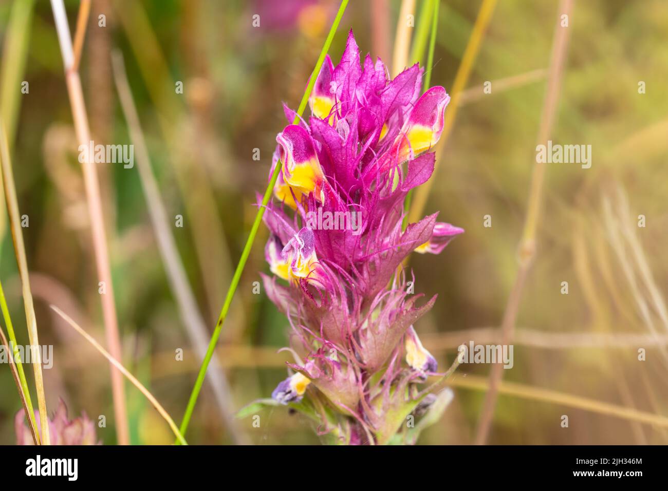 A single flower head of Melampyrum arvense, commonly known as field cow-wheat. Stock Photo
